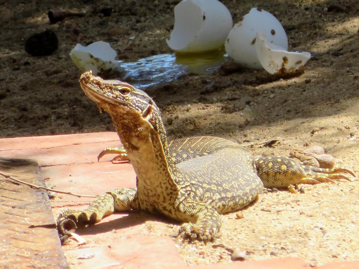 Kanga Kalbarri